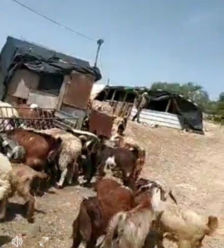 Settlers attack shepherds and steal their sheep in Salfit