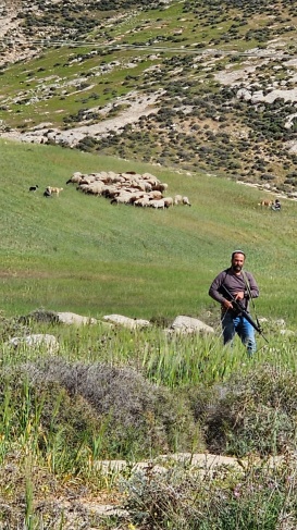 An armed settler grazes his sheep on citizens’ lands in Masafer Yatta