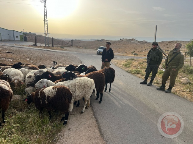 مستوطنون  يطلقون مواشيهم لرعي مزروعات المواطنين في مسافر يطا