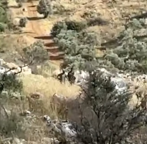مستوطنون يعتدون على مزارعين غرب سلفيت 