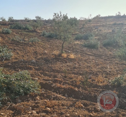مستوطنون يقطعون نحو 100 شجرة زيتون شرق يطا