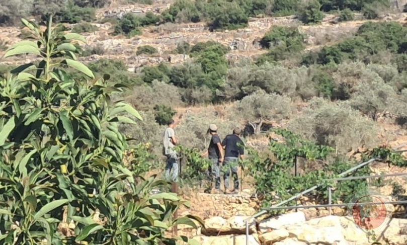 مستوطنون يعتدون على أرض زراعية في منطقة &quot;المطوي&quot; شمال غرب سلفيت