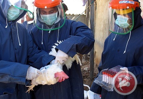 اسرائيل تعلن نفوق دجاج نتيجة انفلونزا الطيور في جنين