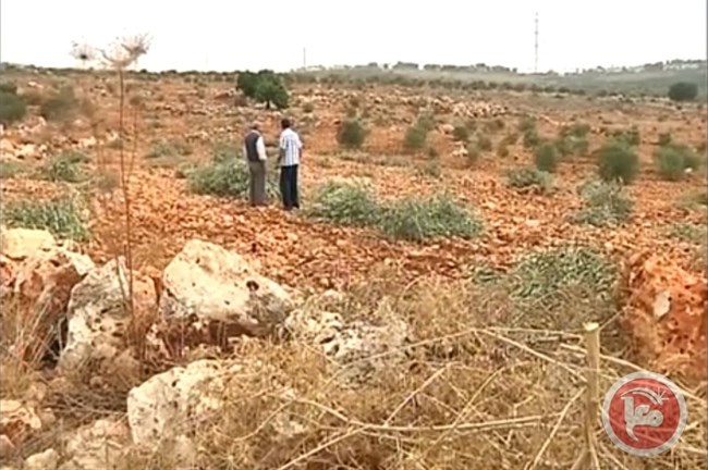 جرافات الاحتلال تقتلع 25 شجرة زيتون غرب سلفيت
