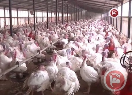 مزارعو طولكرم يخشون من انتكاسات مادية بسبب انفلونزا الطيور