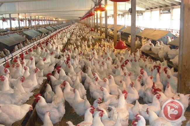 الصين تعدم 17 ألف طير من الدواجن بسبب إنفلونزا الطيور