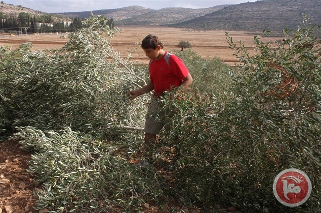 مستوطنون يقتلعون 700 شجرة زيتون ولوزيات شرق برقة