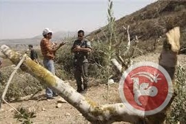 مستوطنون يدمرون حقول زيتون شرق رام الله