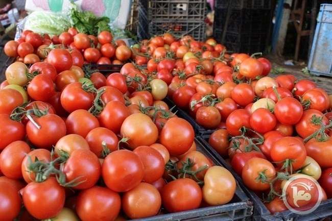 مزارعون بغزة يوقفون التصدير ردا على تحديد كمية البندورة
