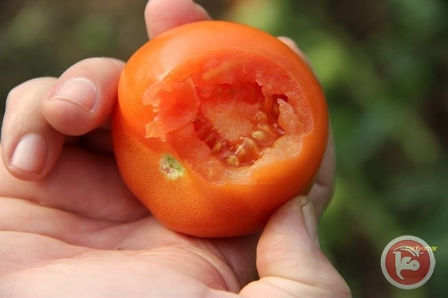 الطماطم المطبوخة صحية ومفيدة أكثر من الطازجة