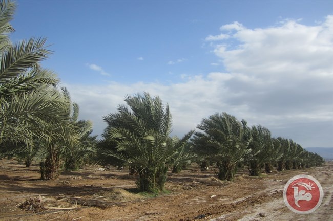 فلسطينيون ينجحون بزراعة المجول المغربي