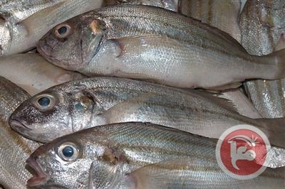 ضبط ربع طن سمك فاسد في بيت لحم