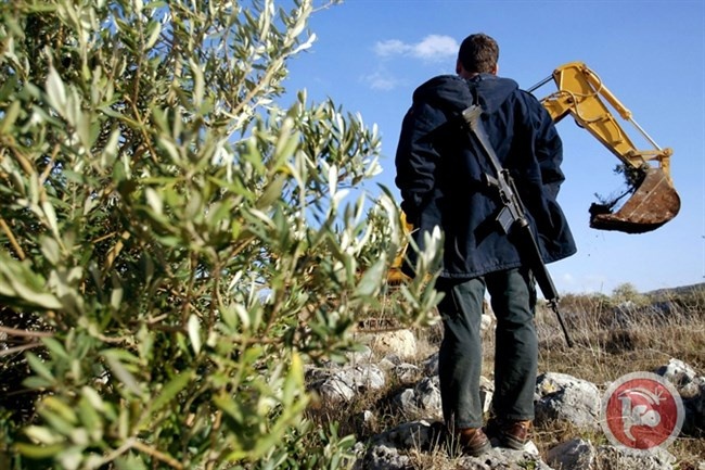 الاحتلال يقتلع 120 شجرة زيتون في وادي قانا