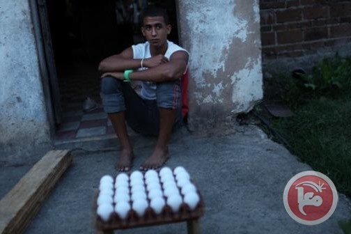 سجن 20 كوبيا لسرقتهم 18 مليون بيضة