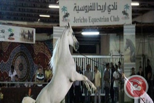 نادي أريحا للفروسية يستعد لإطلاق بطولته الدولية للخيول العربية