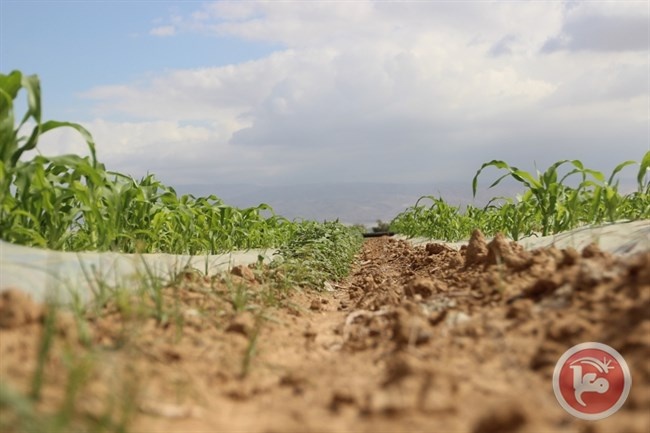 انحباس الامطار يهدد المزروعات ومنخفض جوي نهاية الاسبوع