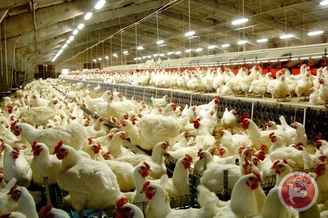 الاقتصاد تحدد سعر الدجاج
