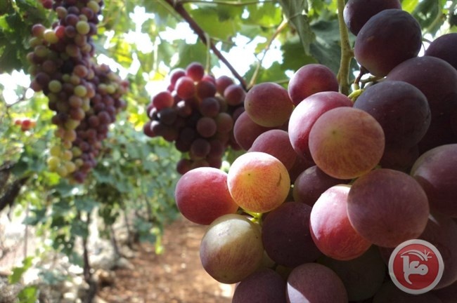 وزير الزراعة يمنع استيراد العنب