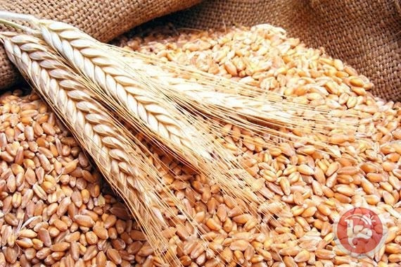 روسيا: نبذل كل ما بوسعنا لضمان استقرار الوضع الغذائي في الأسواق العالمية