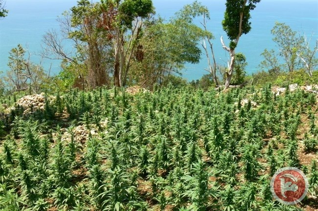 300 شتلة مارغوانا و100 كغم مخدرات بحقل رماية بالنقب
