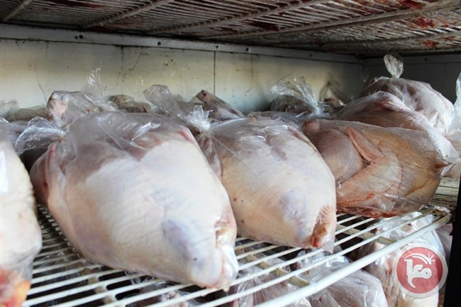إدخال الدجاج المجمد الى غزة بدءا من الغد