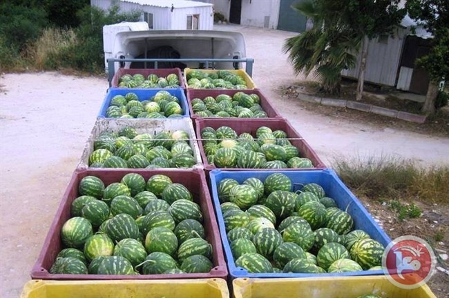 زراعة غزة تدرس استيراد البطيخ من إسرائيل
