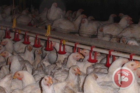 إفشال مخطط لرفع سعر الدجاج اللاحم