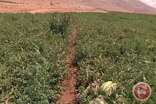 البطيخ الاسرائيلي يغزو الاسواق الفلسطينية