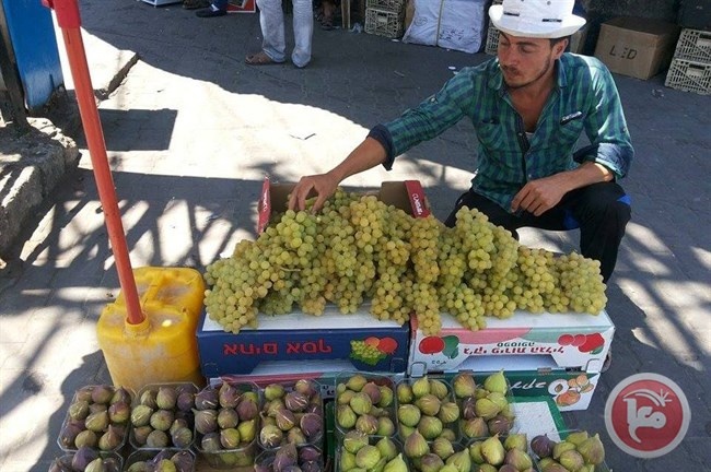 &quot;العنب والتين&quot;.. مهنة العاطلين عن العمل بغزة