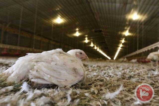 الشيوخي: 600 الف صوص ومليون دجاجة تُهرب شهريا من معبر ترقوميا