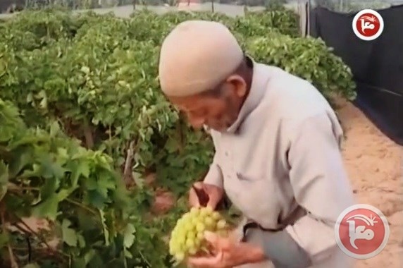 في غزة فاكهة العنب تميزت رغم الصعوبات