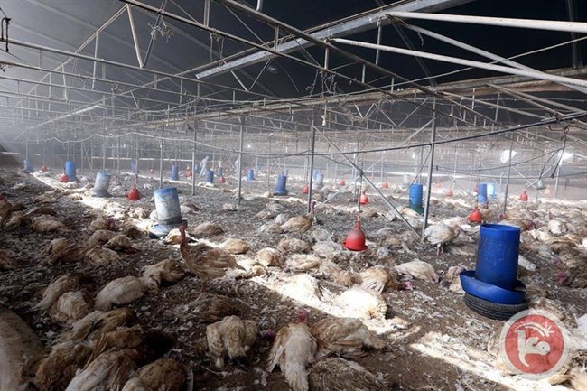 إعدام 2000 حبشة مصابة بأنفلونزا الطيور بخانيونس