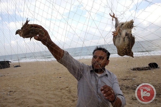 صيادو &quot;السمان&quot; ينتشرون قبالة شواطئ غزة