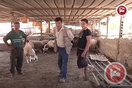 مستوطن يدهس قطيع اغنام في الاغوار
