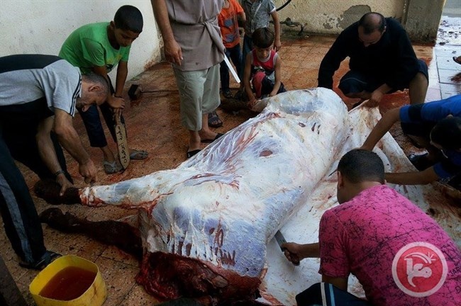 صور- الأضحية فرحة العيد