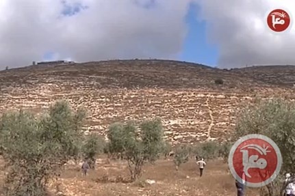 انطلاق فعاليات قطف الزيتون في نابلس