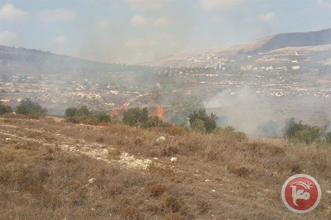 مستوطنون يضرمون النار بحقول الزيتون جنوب نابلس