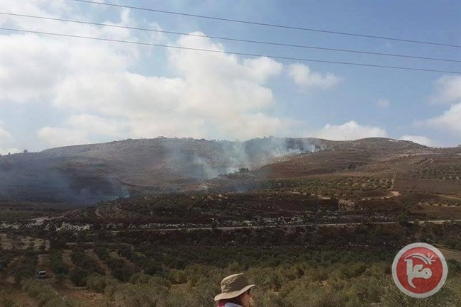 مستوطنون يضرمون النار بمئات الدونمات جنوب نابلس