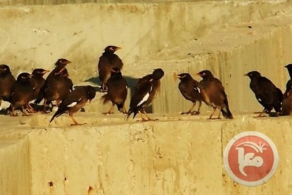 طائر الدوري البلدي بدأ يخسر المعركة أمام المينا الشائع