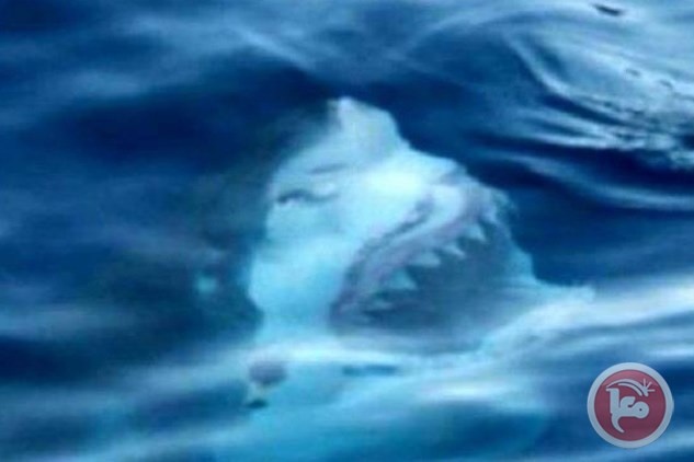 15 صورة مخيفة ينصح بمشاهدتها قبل الإقدام على السباحة