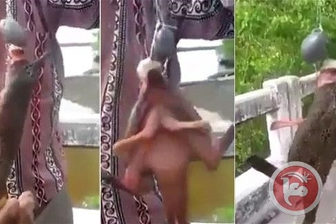 فيديو- سمكة لها أرجل في تايلند