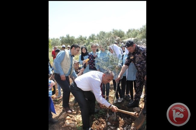 نائب محافظ جنين يشارك في زراعة أشجار الزيتون