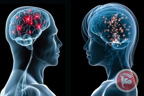 العلماء يكتشفون الفرق بين دماغي الرجل والمرأة