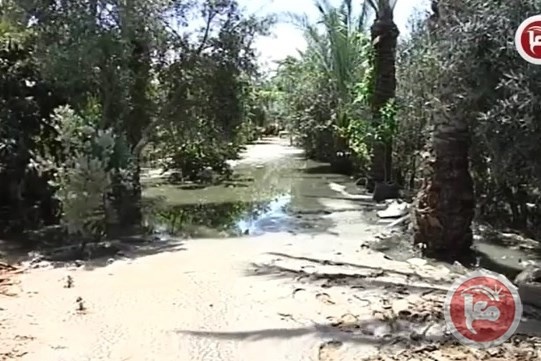 تضرر عشرات الدونمات الزراعية جنوب غزة.