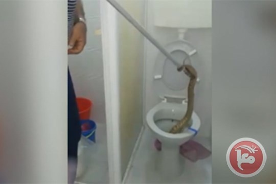 فيديو: افعى سامة داخل كرسي الحمام في حيفا