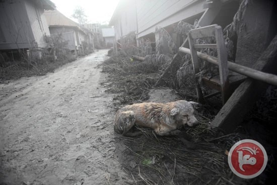 صور- ارتفاع حصيلة ضحايا ثوران بركان بإندونيسيا