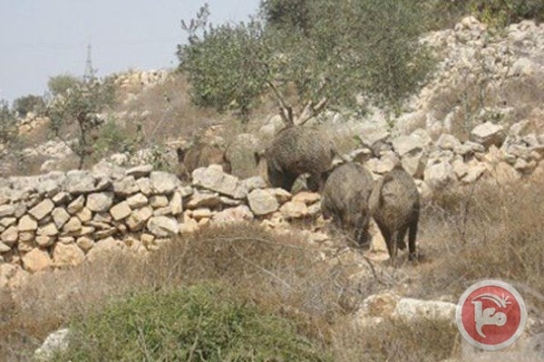 وادي الأردن- قطعان من الخنازير الإسرائيلية تلحق أضرارا بالزراعة