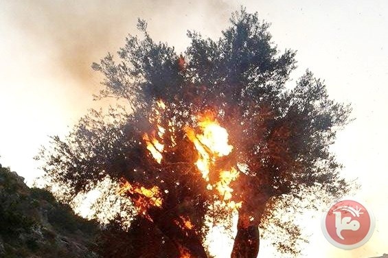 احتراق 700 شجرة في قلقيلية