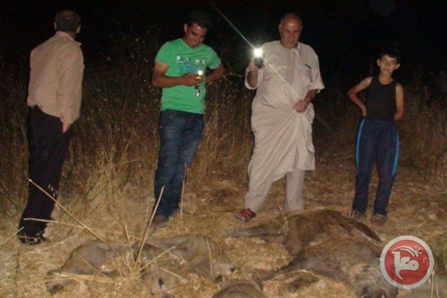 مواطنون يقضون على 25 خنزيرا بريا شرق طولكرم