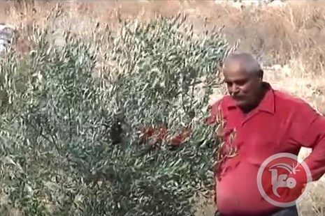الاحتلال يقتلع ويسرق أكثر من 150 شجرة زيتون